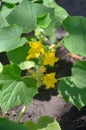 Flowering cucumber. Cucumbers flowering in greenhouse