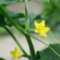 Flowering cucumber seedling with small cucumber. Royalty Free Stock Photo