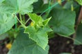 Flowering cucumbers on a bed in the garden, small, young vegetables Royalty Free Stock Photo