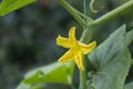 Flowering of cucumbers in the garden, a beautiful small yellow flowers of vegetables.