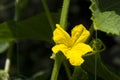 Flowering of cucumbers in the garden, a beautiful small yellow flowers of vegetables.