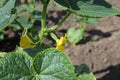 Flowering Cucumbers in a garden. Close up. Farm plants, growing