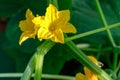 Flowering cucumbers. yellow cucumber flowers