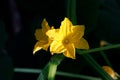 Flowering cucumbers. yellow cucumber flowers