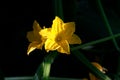 Flowering cucumbers. yellow cucumber flowers