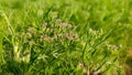 Flowering Cummin crop field, close up view