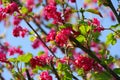 Flowering Currant 06