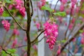 Pink Petal Flowering Currant Blossoms 01