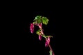 Flowering currant buds at black Royalty Free Stock Photo