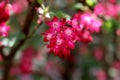 Flowering Currant. Close up of blossom