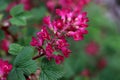 Flowering Currant. Close up of blossom