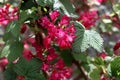 Flowering Currant. Close up of blossom