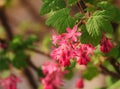 Flowering Currant flowers.