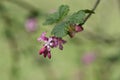 Flowering currant