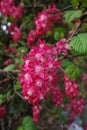 Flowering Currant