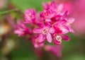 Flowering Currant