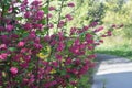 The flowering currant, redflower currant, or red-flowering currant. Royalty Free Stock Photo