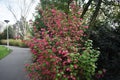 The flowering currant, redflower currant, or red-flowering currant. Royalty Free Stock Photo