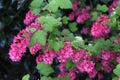 The flowering currant, redflower currant, or red-flowering currant. Royalty Free Stock Photo