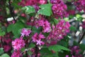 The flowering currant, redflower currant, or red-flowering currant.