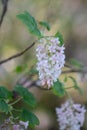 Flowering currant Ribes sanguineum Tydeman`s White, pending racemes of flowers