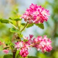 Flowering Currant