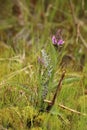 Flowering Dactylorhiza maculata, the moorland spotted orchid