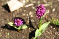 Flowering Dactylorhiza majalis