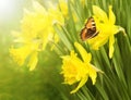 Flowering daffodils. Butterfly urticaria sits on a flower