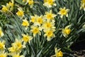 Flowering daffodils in t garden, yellow daffodil flowers