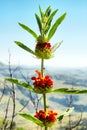 Flowering Dagga plant Royalty Free Stock Photo