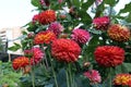 flowering dahlia bushes in red shades in a city park