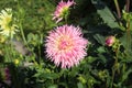 Flowering dahlias in the garden Royalty Free Stock Photo