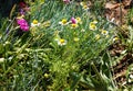 Flowering daisies on the flowerbed