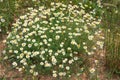 Flowering daisies on the ground