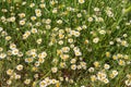 Flowering daisies on the meadow