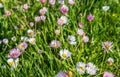 Flowering of daisies. Daisies, Wild daisy flowers growing on meadow, white chamomiles on green grass background Royalty Free Stock Photo