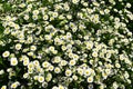 Flowering of daisies. Oxeye daisy, Leucanthemum vulgare, Daisies, Dox-eye, Moon daisy,Common daisy, Dog daisy. Flower concept in t