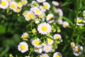 Flowering of daisies. Oxeye daisy, Leucanthemum vulgare, Daisies, Dox-eye, Moon daisy,Common daisy, Dog daisy. Flower concept in t