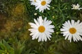 Flowering of daisies in the summer green meadow. Oxeye daisy, Leucanthemum vulgare. Chamomile flowers with long white petals. Royalty Free Stock Photo