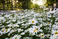 Flowering of daisies in the summer green meadow. Oxeye daisy, Leucanthemum vulgare. Chamomile flowers with long white petals. Herb Royalty Free Stock Photo