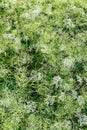 Flowering of daisies in the summer green meadow in park. Chamomile flowers with long white petals. Royalty Free Stock Photo