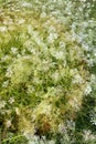 Flowering of daisies in the summer green meadow in park. Chamomile flowers with long white petals. Herb in flowerbed. Sunny. Royalty Free Stock Photo