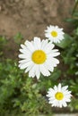 Flowering daisies warmed by the sun\'s rays.