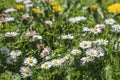 Flowering daisy common daisy, lawn daisy flowers on meadow. Wildflowers Bellis perennis with water drops Royalty Free Stock Photo