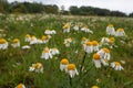 Flowering daisy in the field