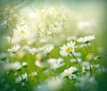 Flowering daisy flower in meadow - flowering meadow