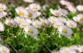 Flowering daisy flowers in meadow, daisy lit by sunlight in grass