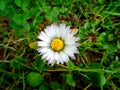 A beauty of flowering daisy