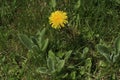 A Flowering Dandelion and Lamb Ear`s Plants Growing in the Grass Royalty Free Stock Photo